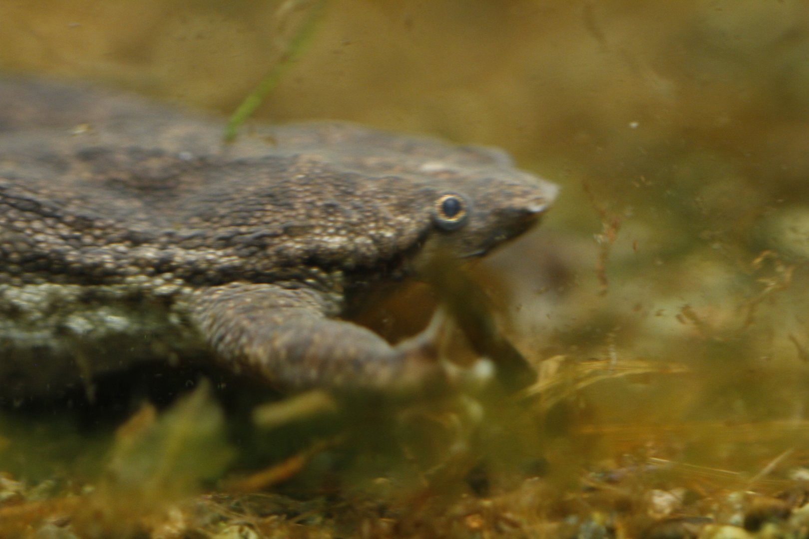 Sabana surinam toad (Pipa parva)