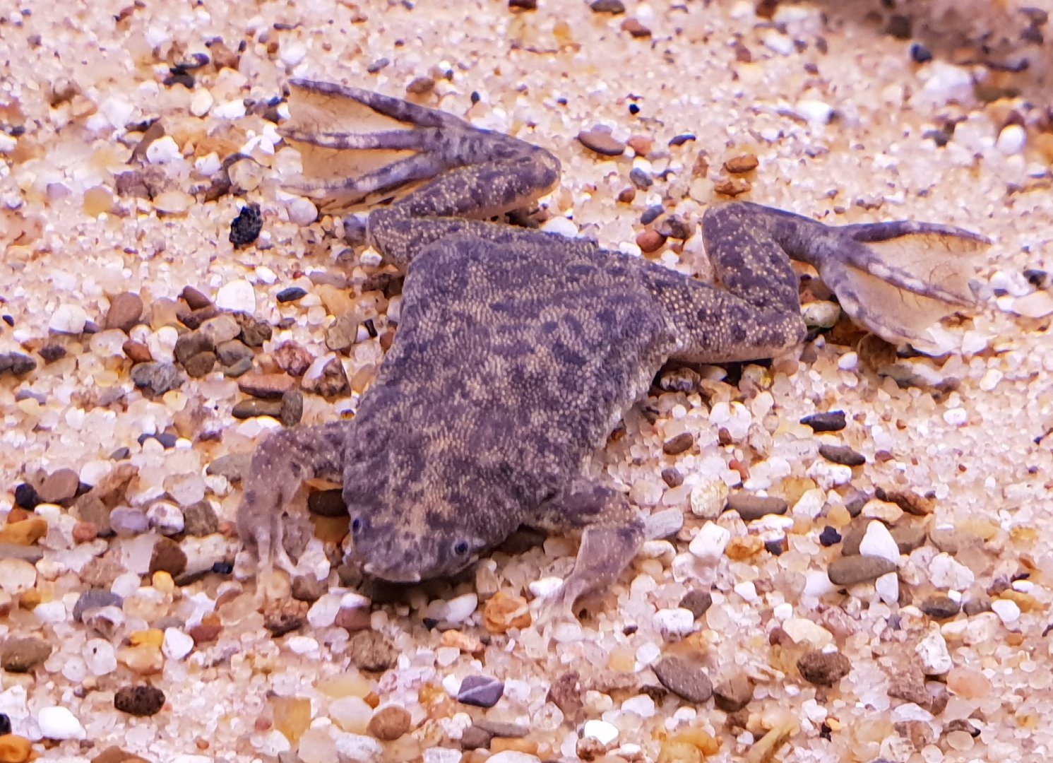 Sabana surinam toad - Pipa parva