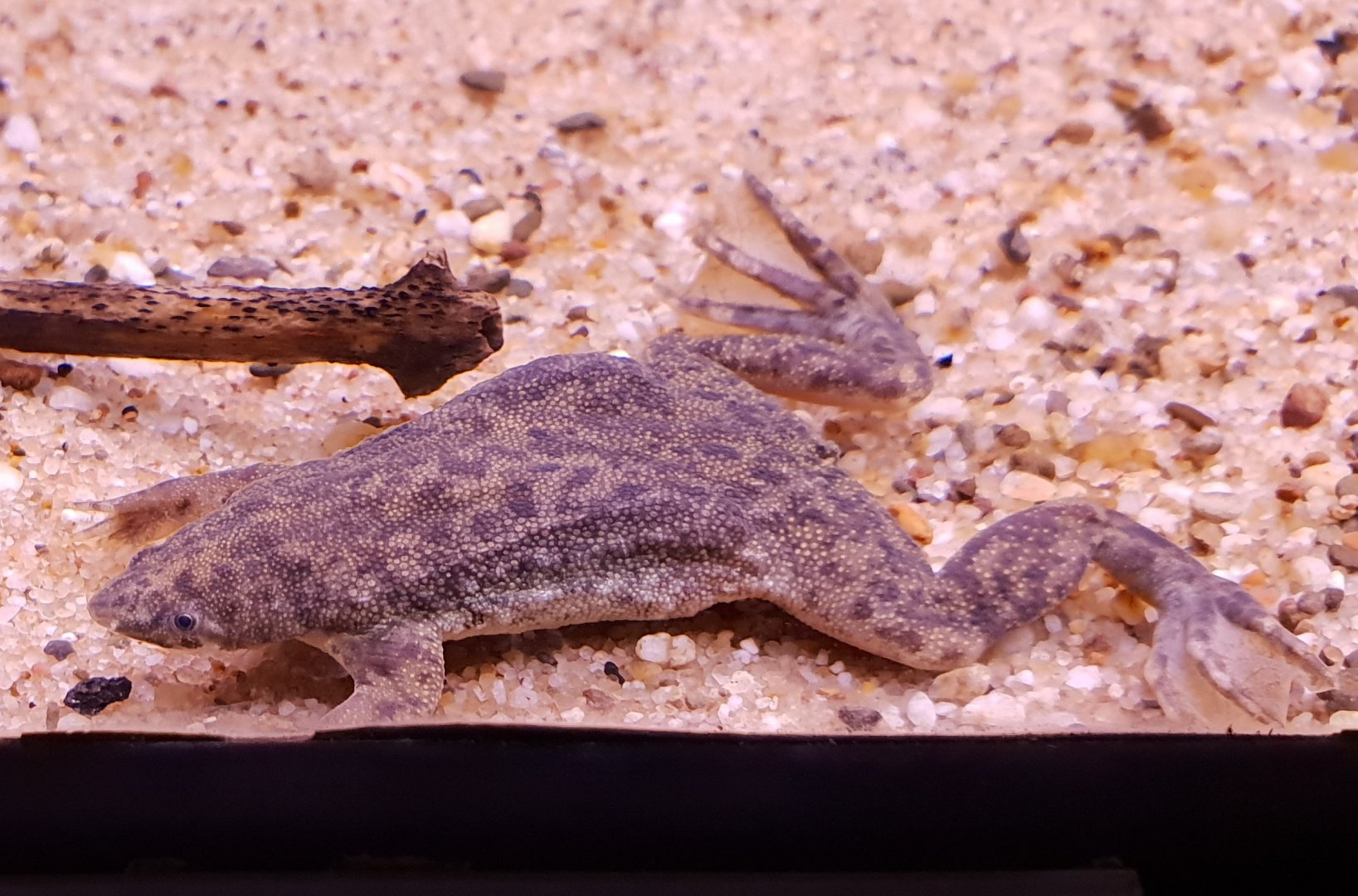 Sabana surinam toad - pipa parva