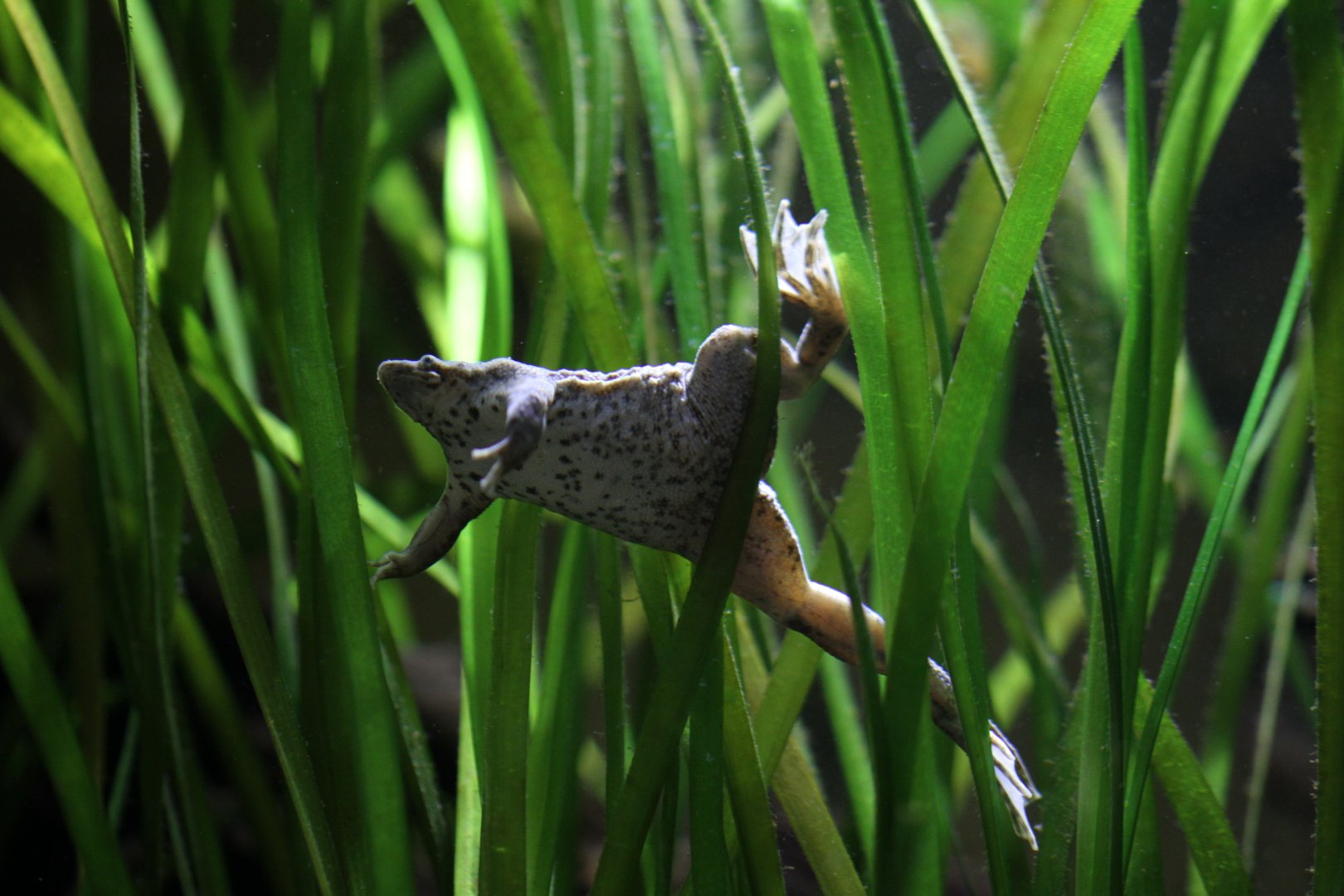 Sabana surinam toad (Pipa parva)