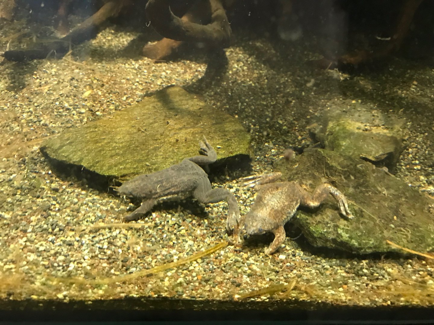 Sabana Surinam toads 270118