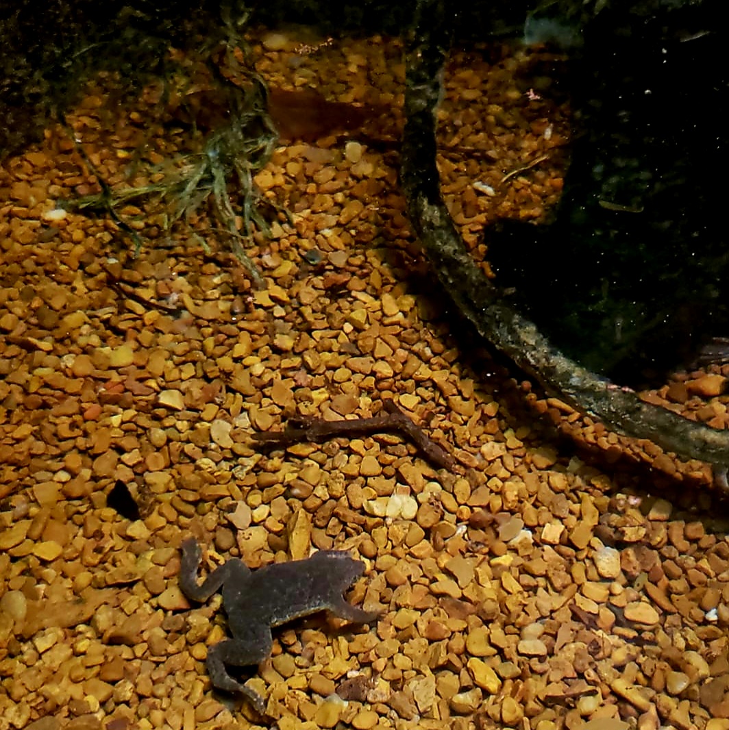 Sabana Suriname Toad (Pipa parva)