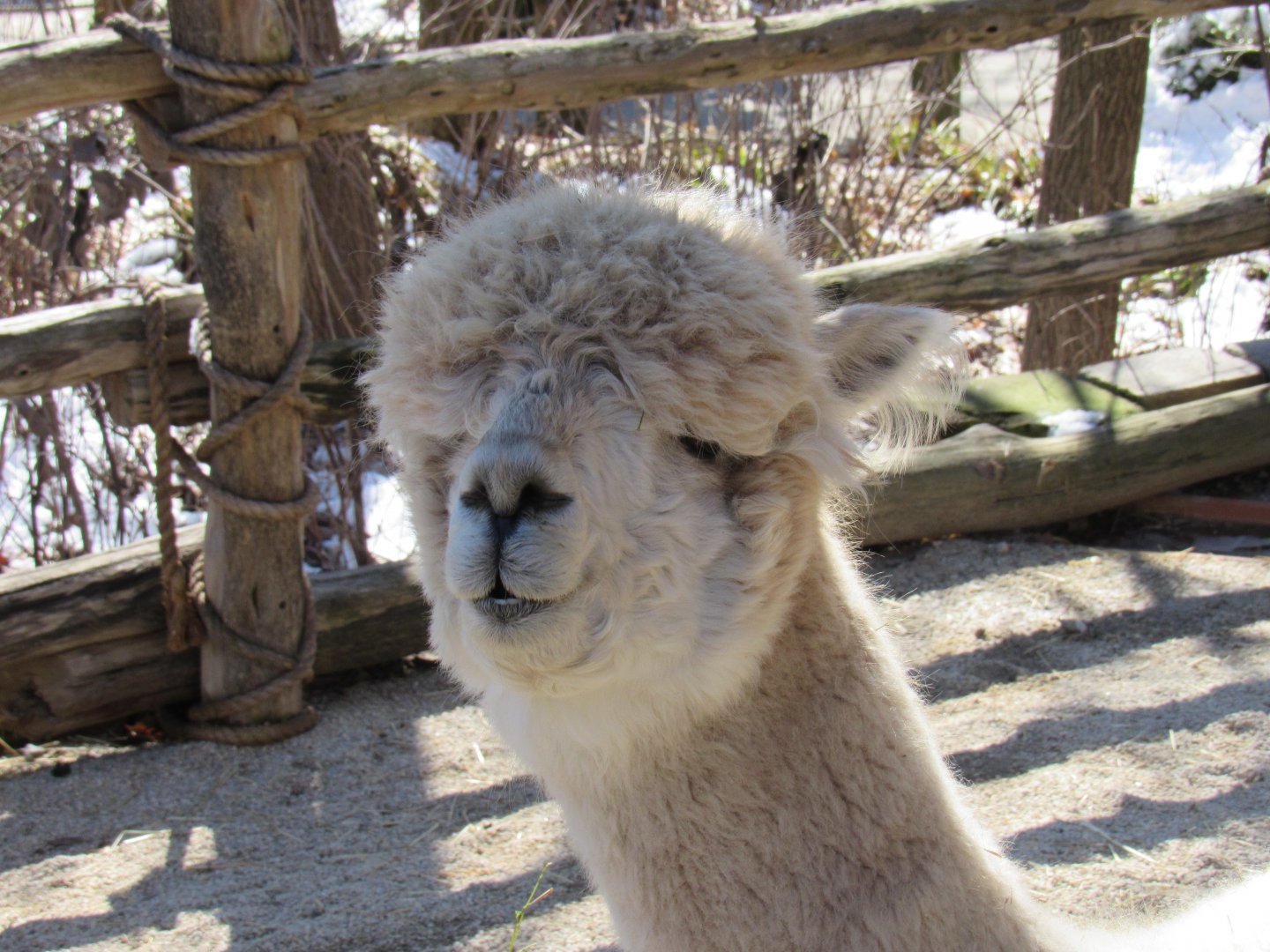 Sabe the Alpaca