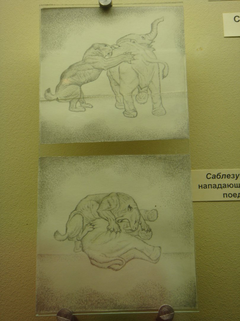 Saber-toothed cat hunting methods