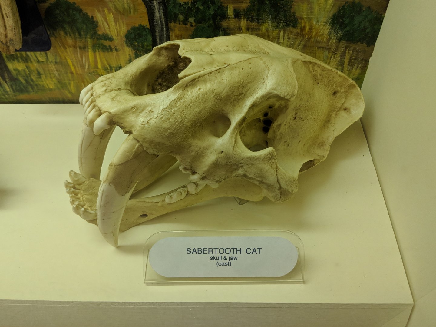 Sabertooth cat skull cast