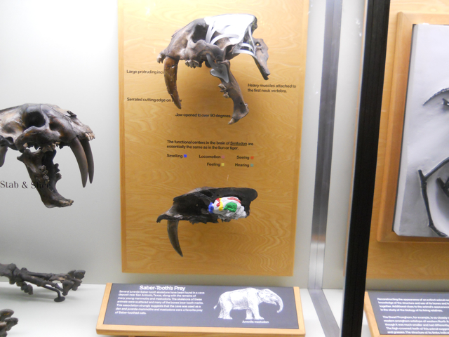 Sabertooth skull anatomy