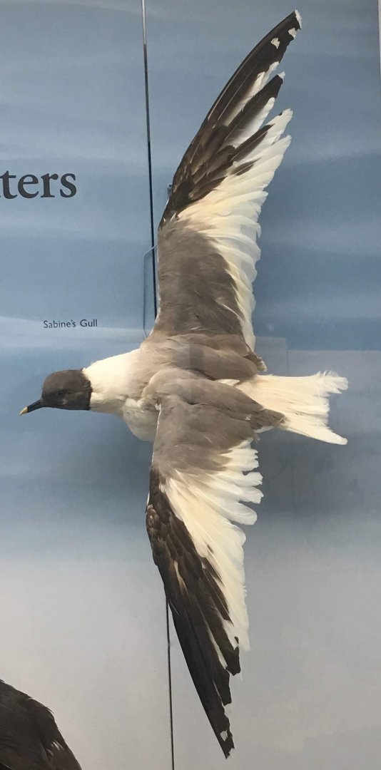 Sabine's full (Xema sabini)