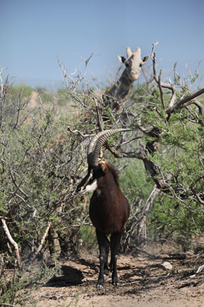 sable and giraffe