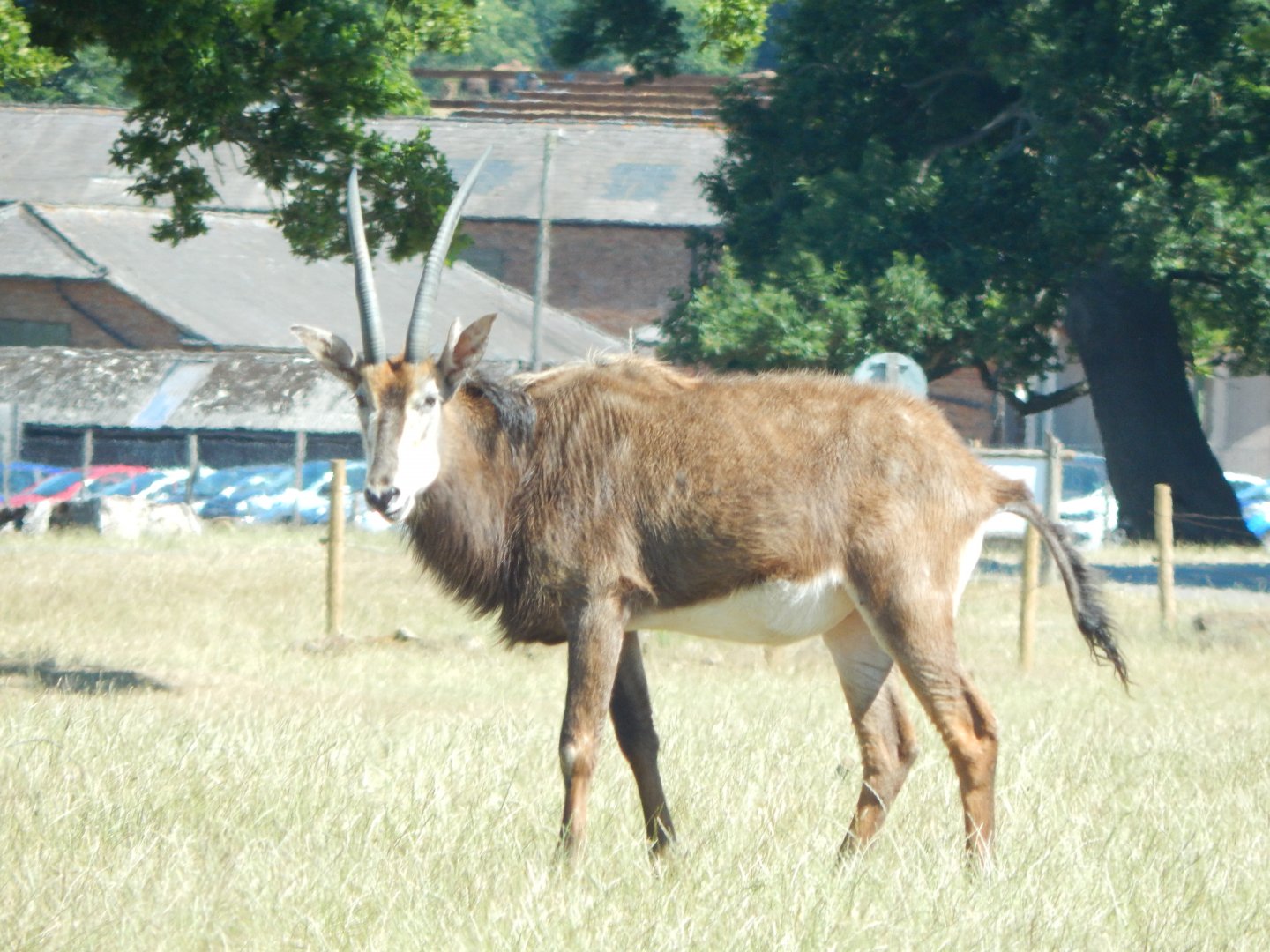 Sable antelope 110722