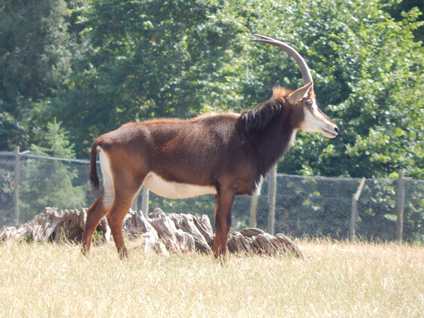 Sable antelope 110722