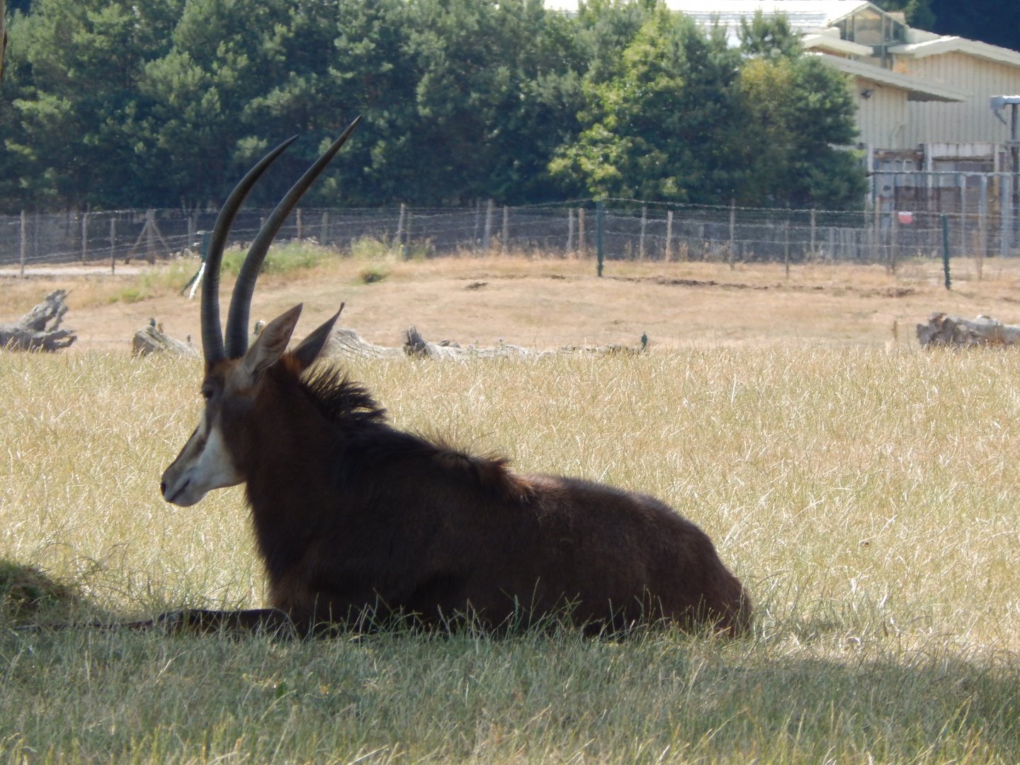 Sable antelope 110722