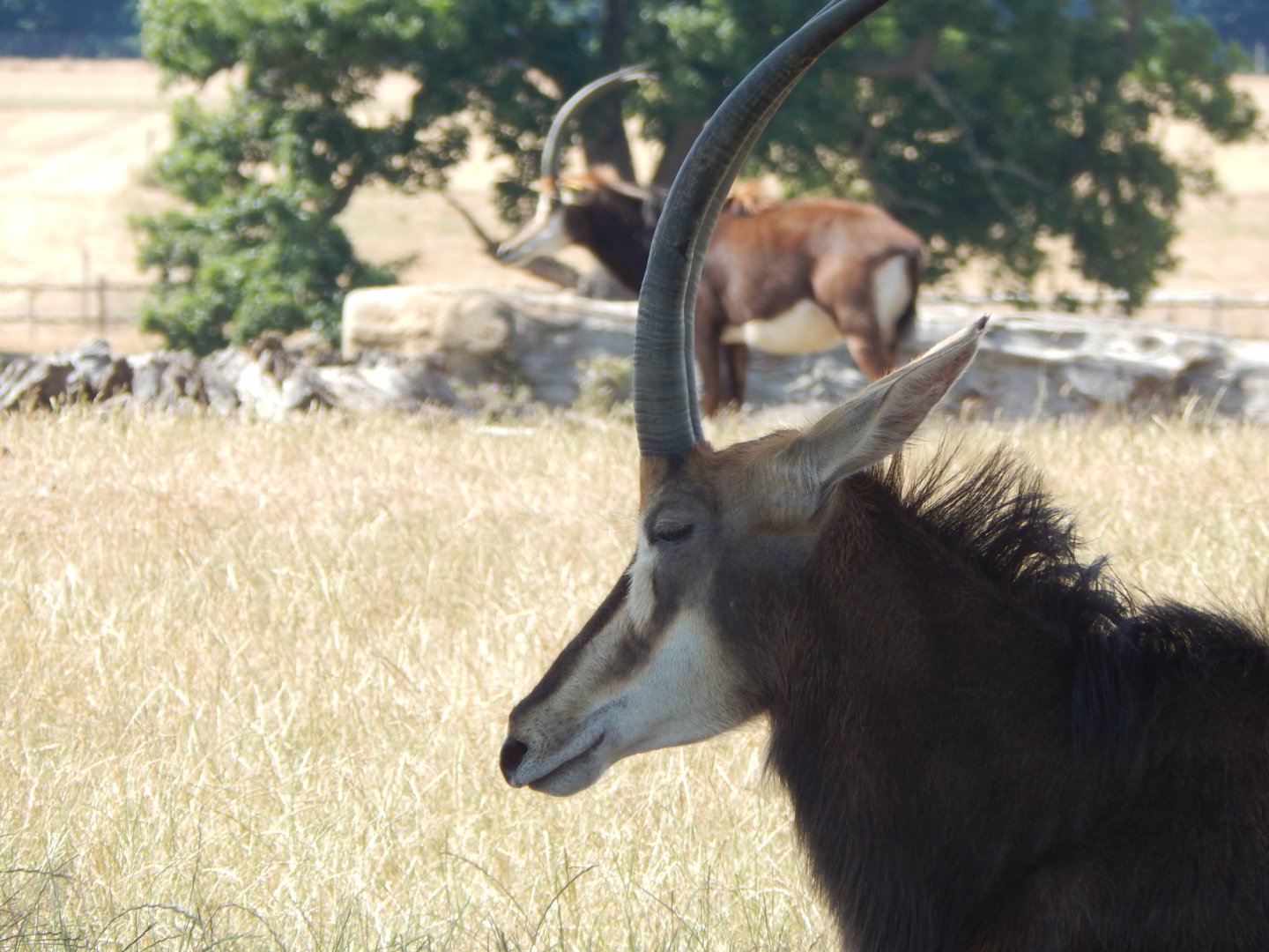 Sable antelope 110722