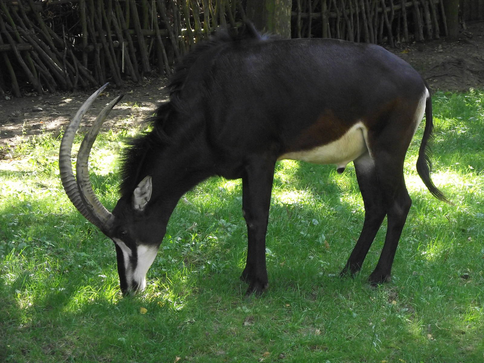 sable antelope 140911