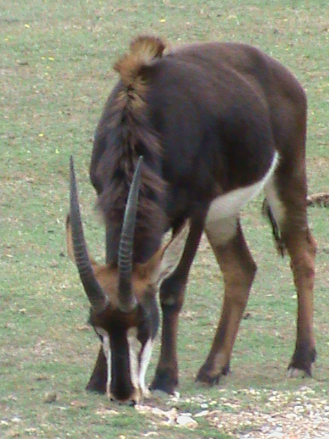 sable antelope 2 08/10