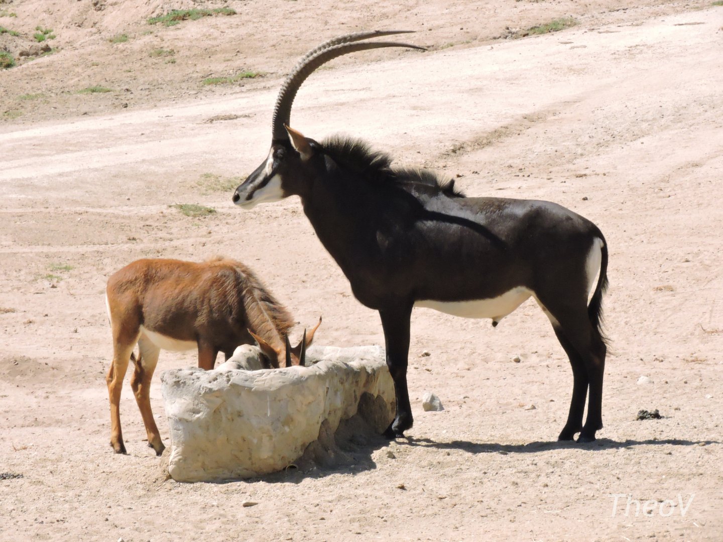 Sable antelope [2015]