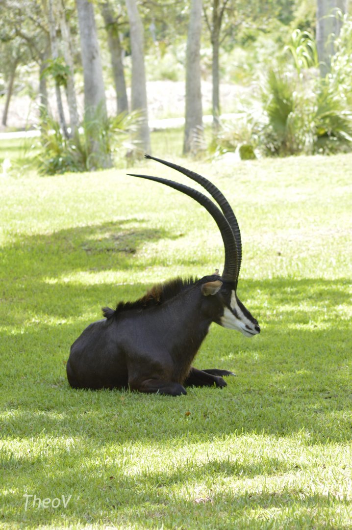 Sable antelope [2017]