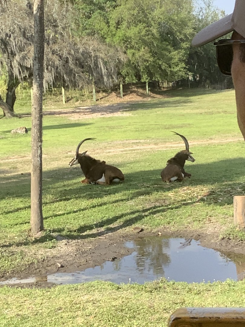 Sable Antelope 3/21/24