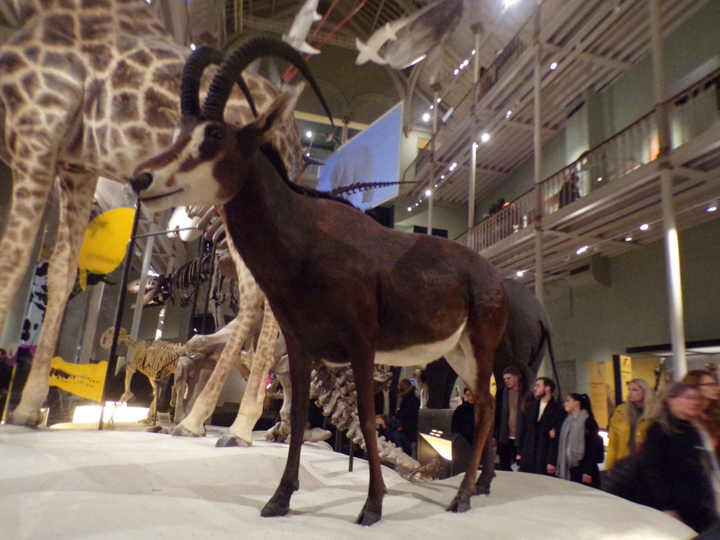 Sable antelope 30.12.22