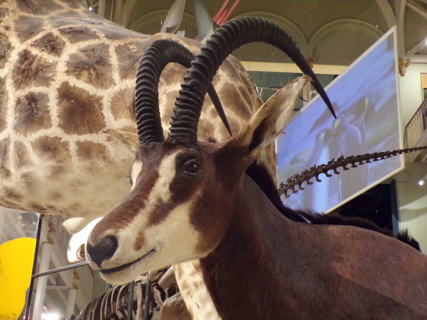 Sable antelope 30.12.22