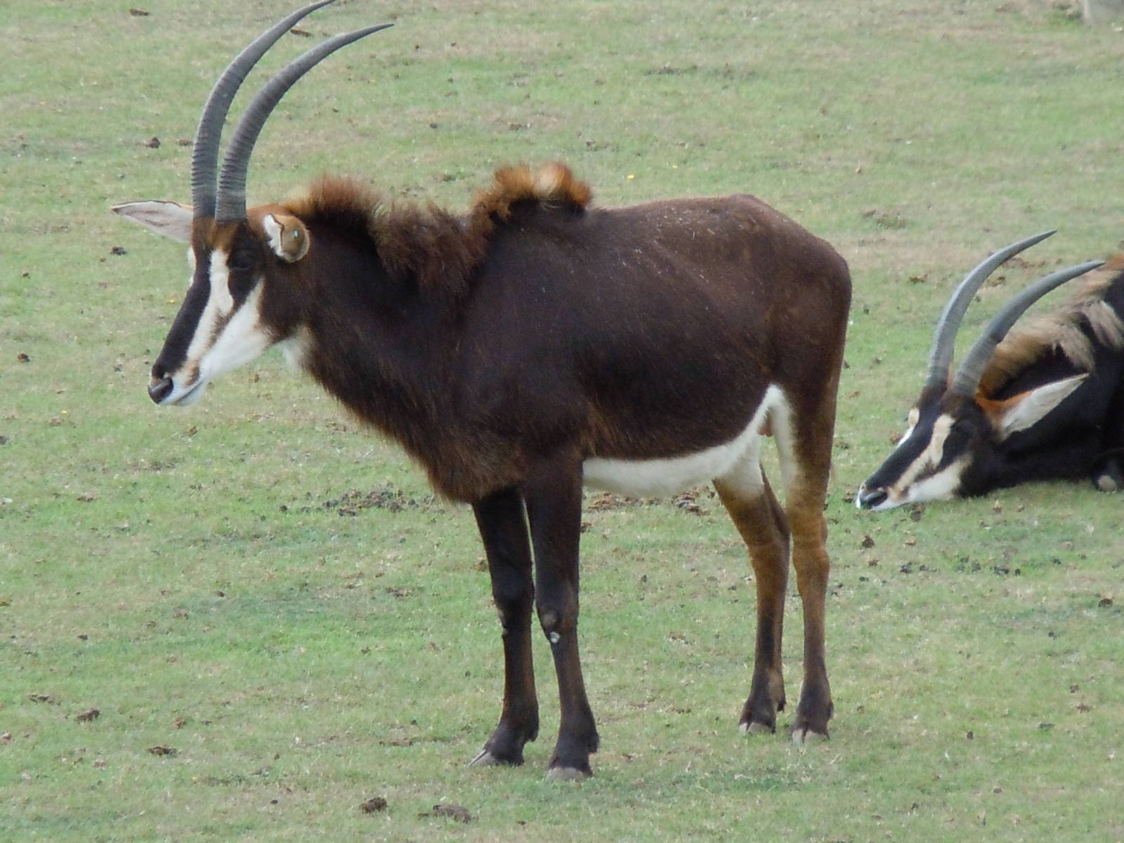 sable antelope 4 08/10