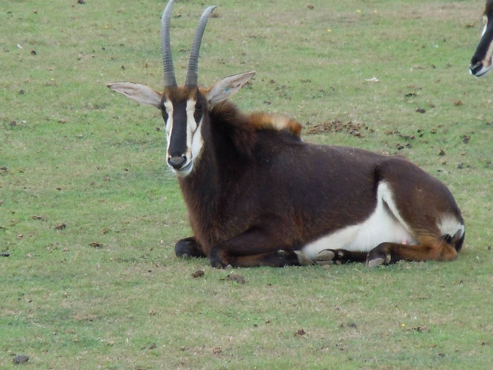 sable antelope 5 08/10