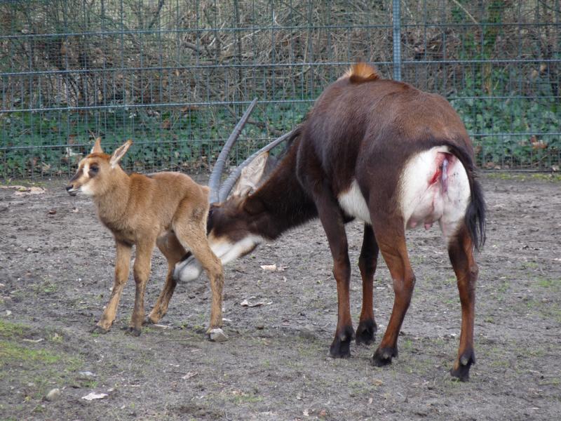 Sable Antelope, 5 hours old