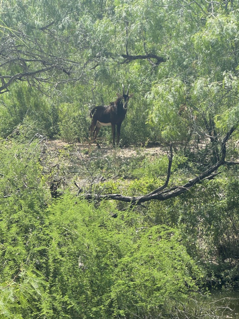 Sable Antelope (7/2/24)