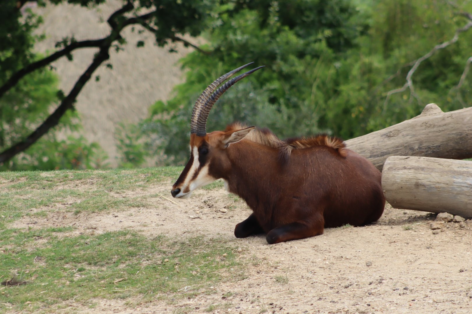 Sable Antelope - 7 July 2024