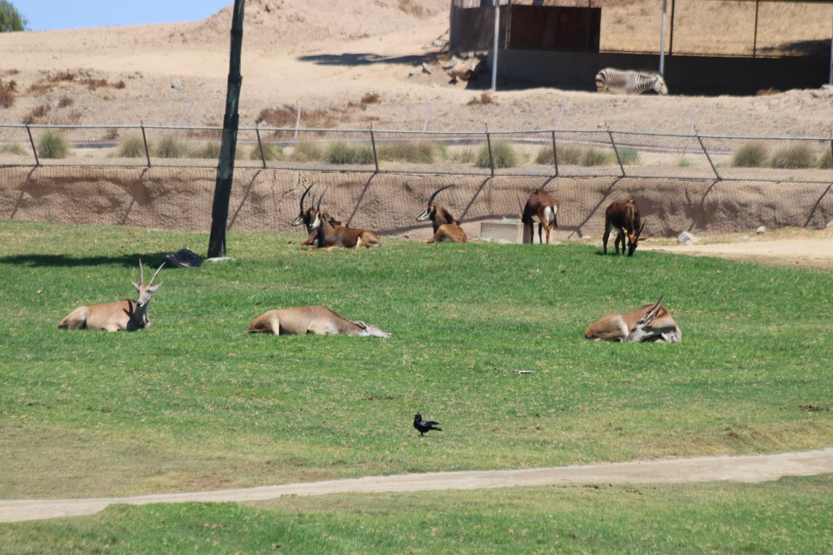 Sable Antelope and Eland