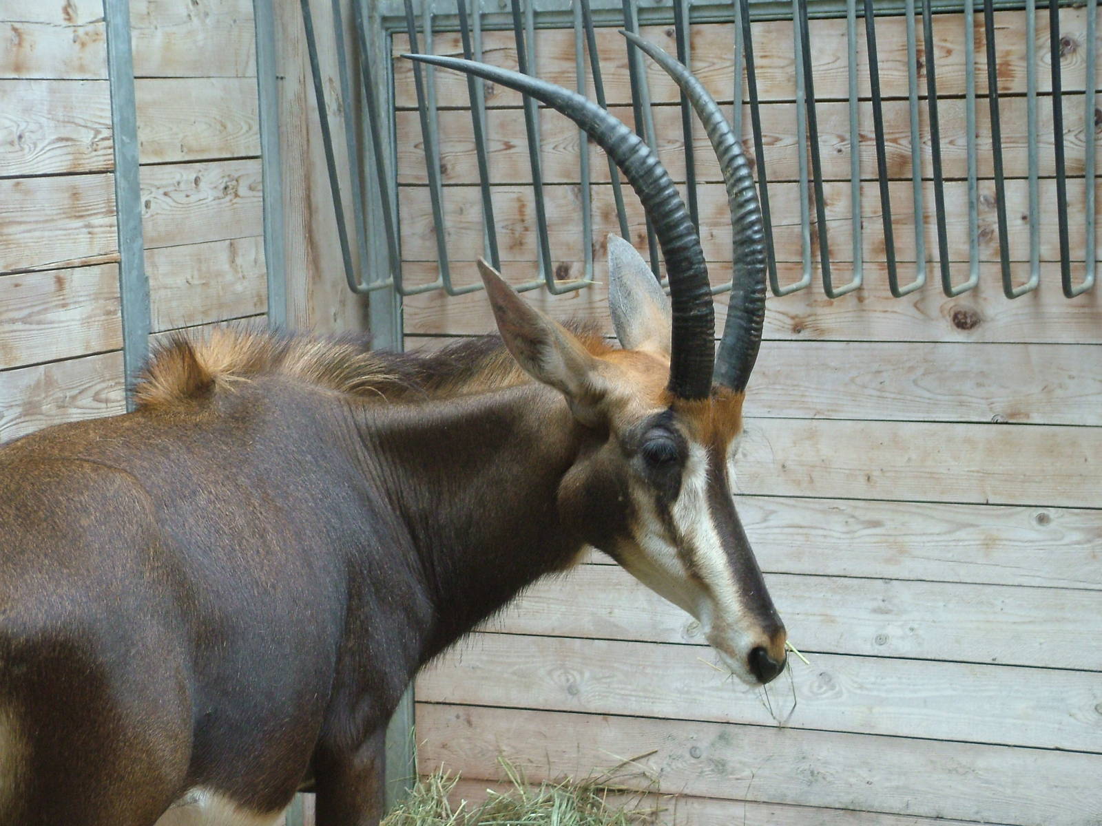 Sable Antelope at Augsburg 03/09/06
