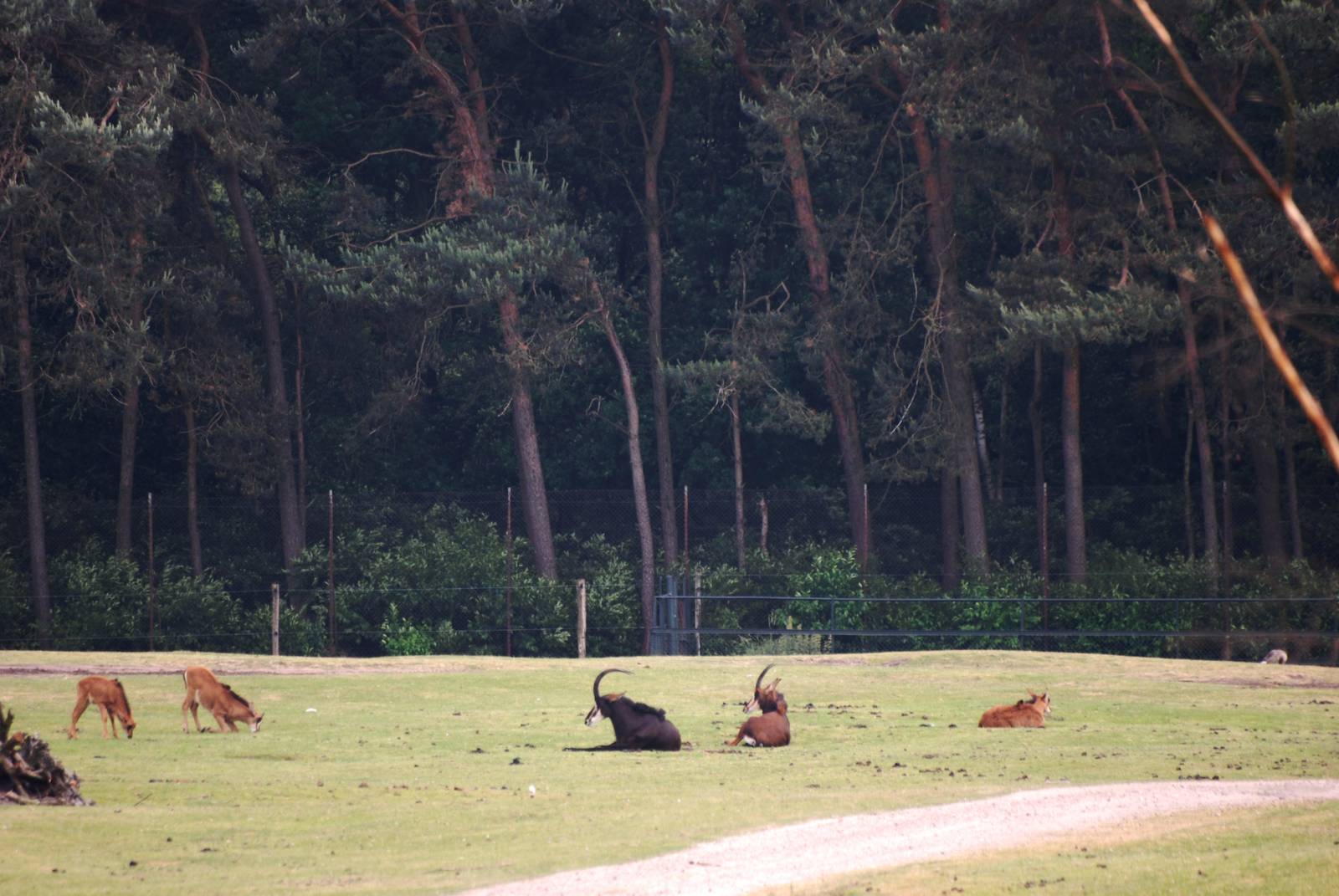 Sable Antelope at Beekse Bergen, 31/05/12
