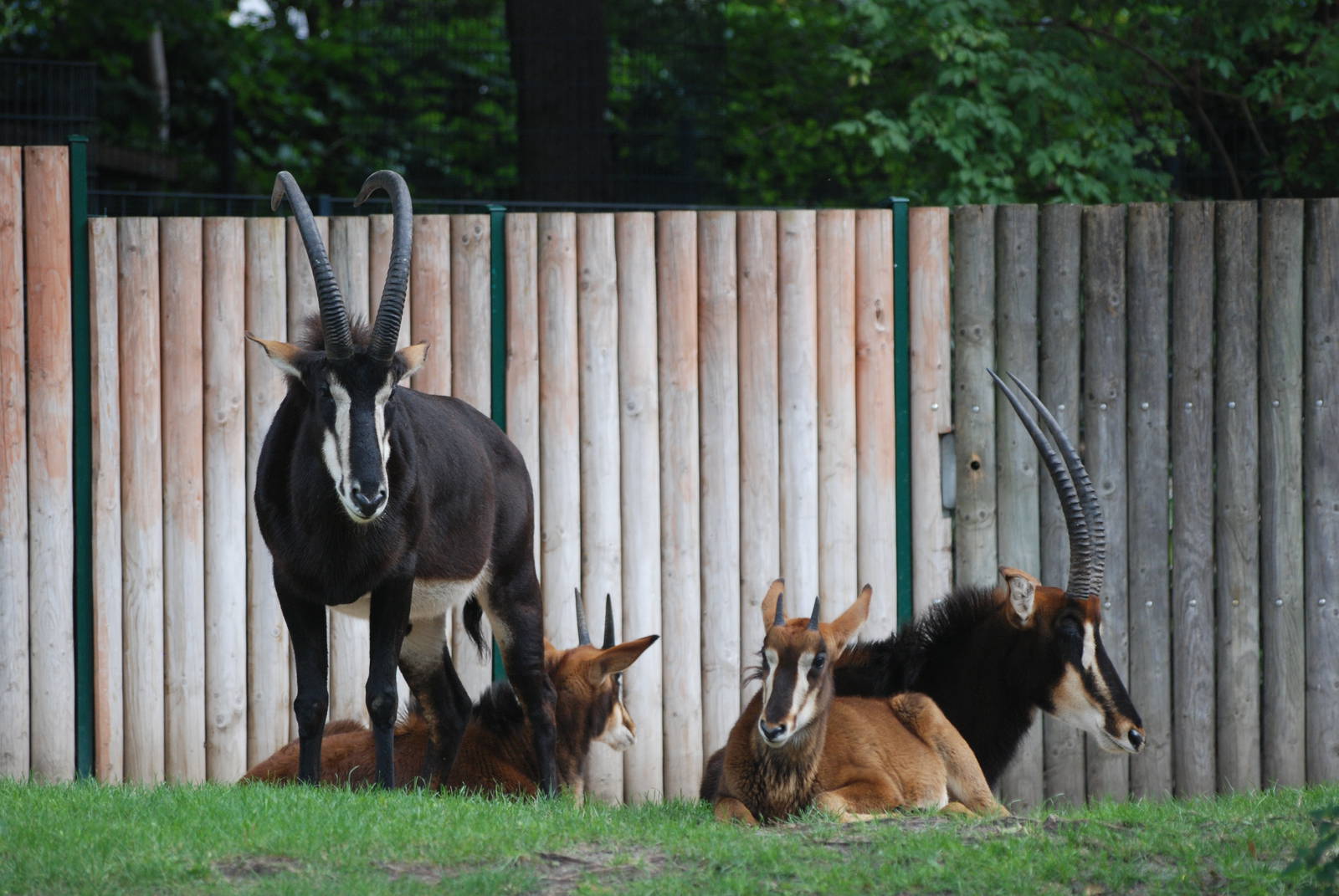 Sable Antelope at Berlin Zoo, 31/08/11