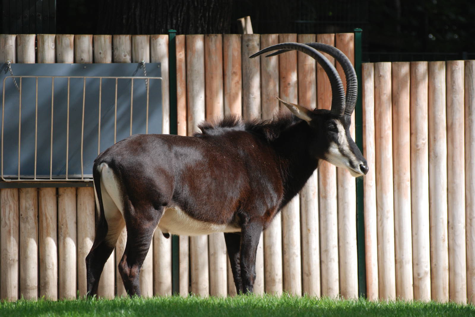 Sable Antelope at Berlin Zoo, 31/08/11