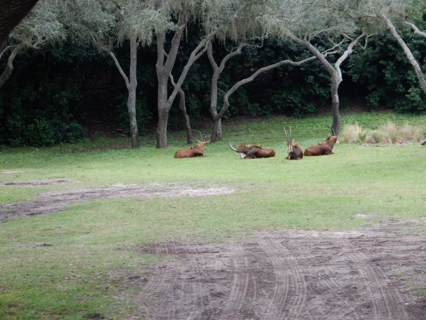 Sable Antelope at Disney's Animal Kingdom