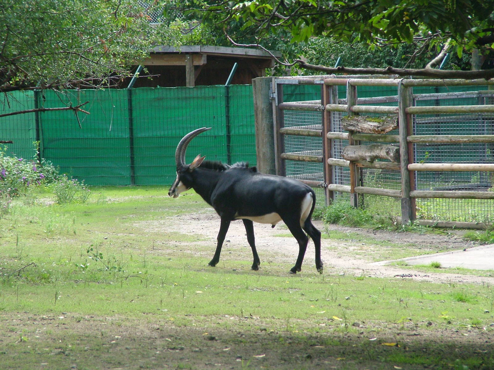 Sable Antelope at Frankfurt 31/08/10