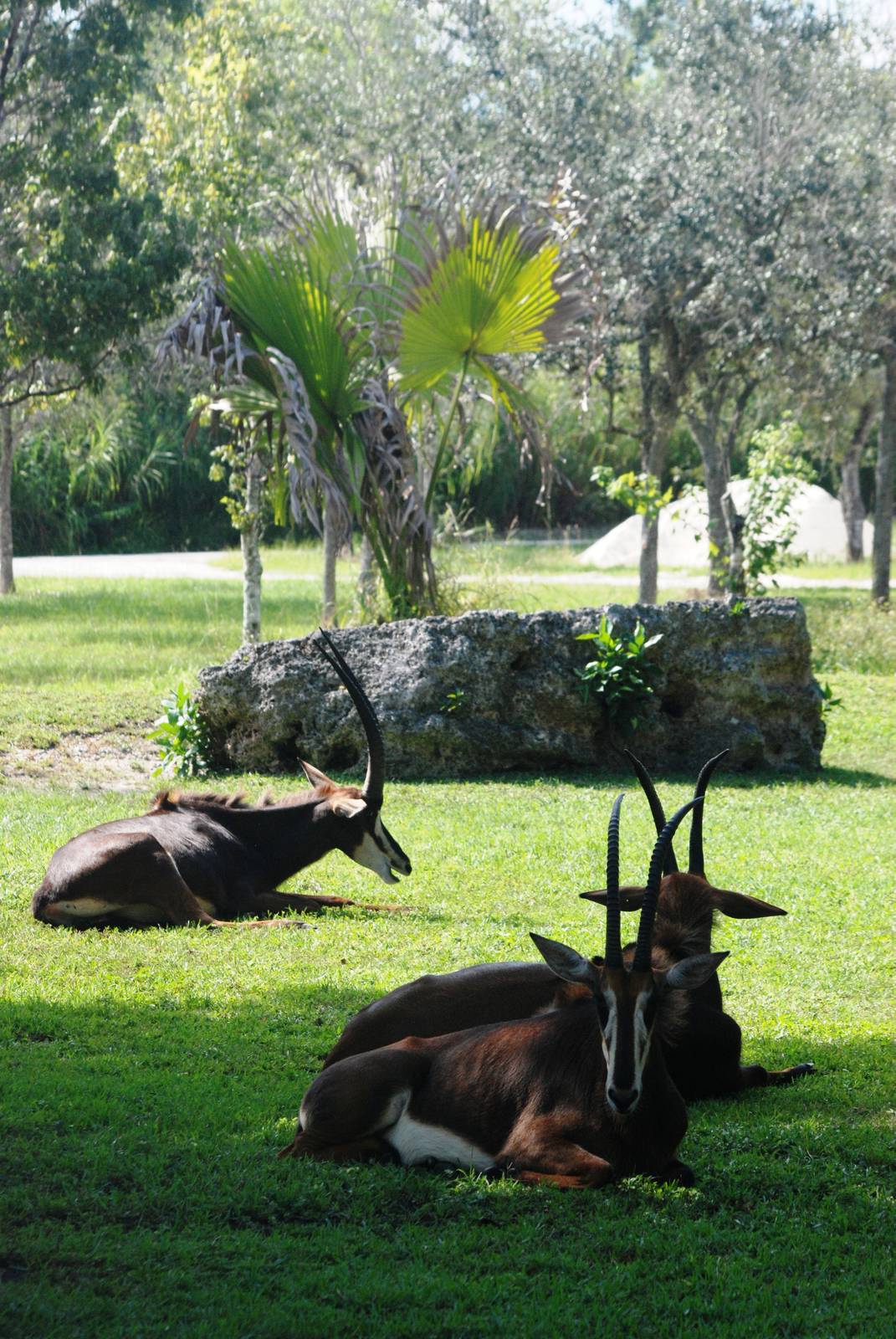 Sable Antelope at Miami, 12/10/13