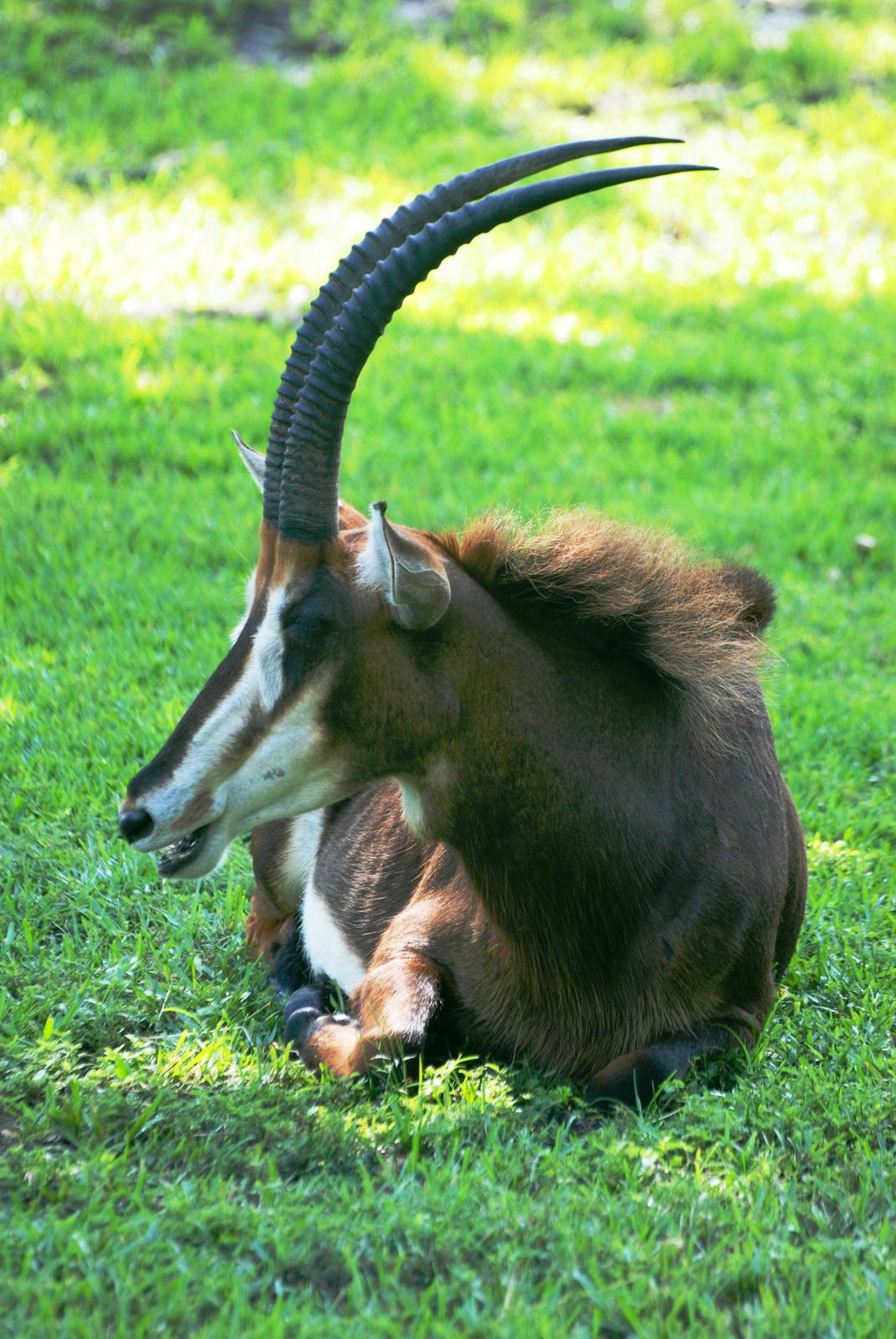Sable Antelope at Miami, 12/10/13