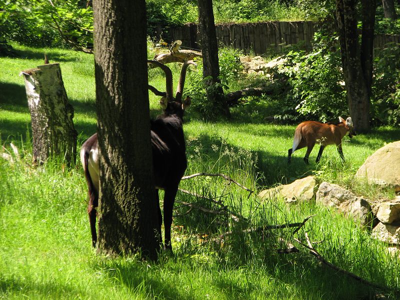Sable antelope at Prague zoo