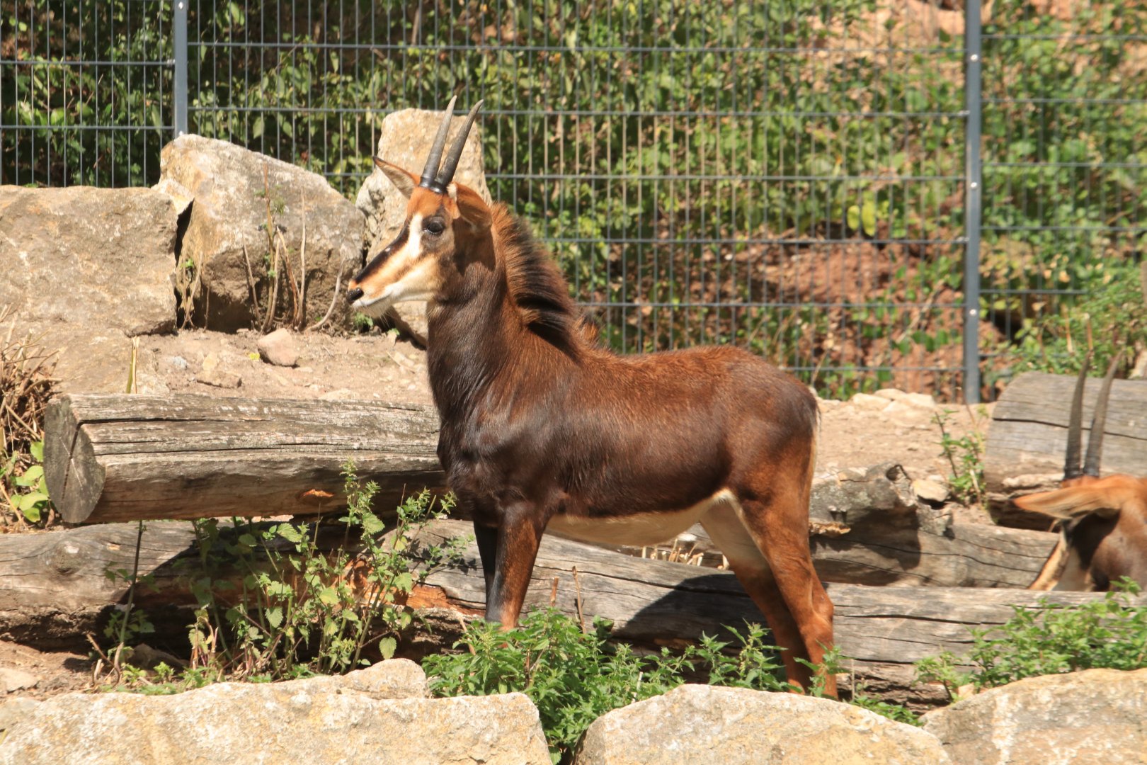 Sable antelope (August 2019)