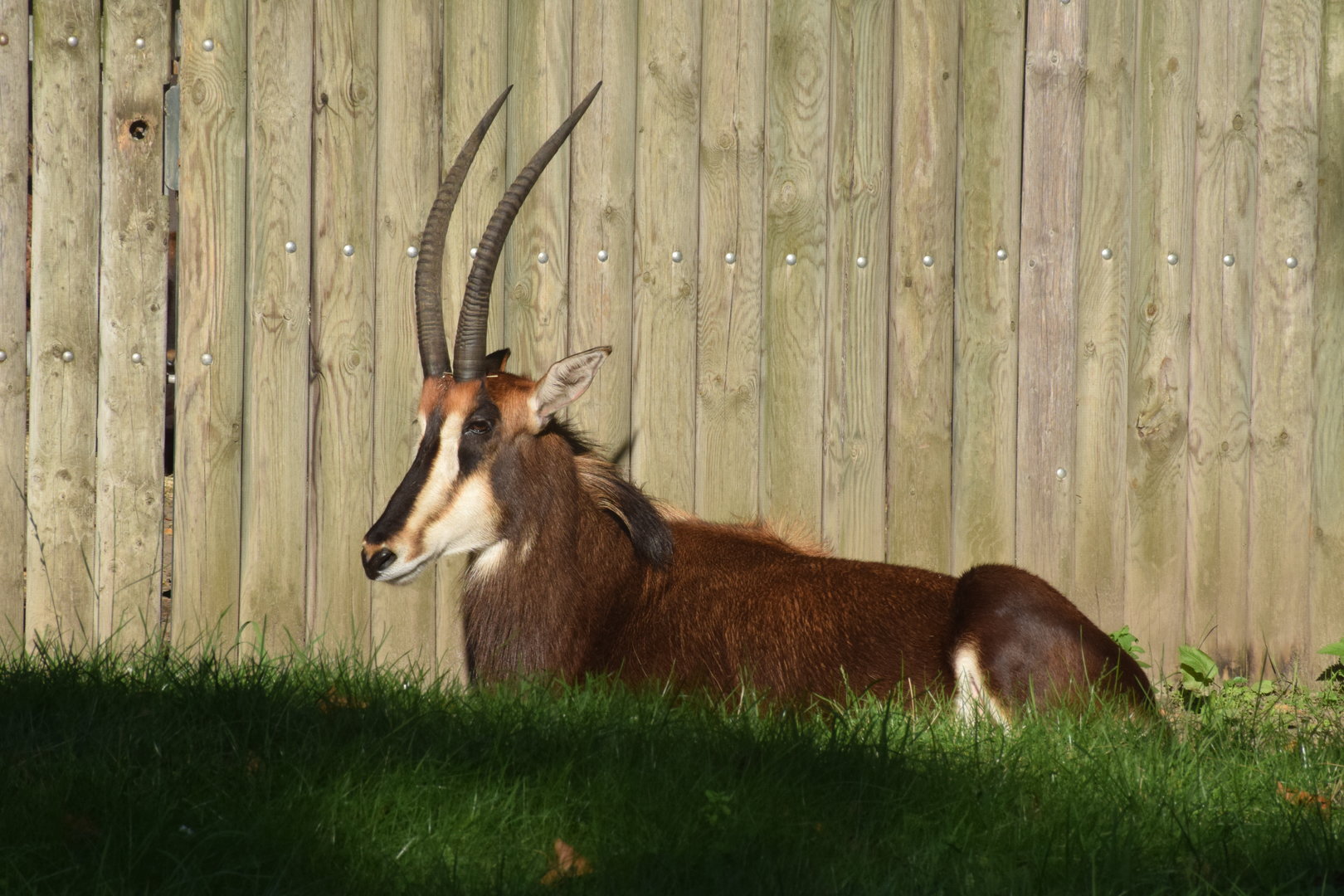 Sable antelope - August 2023