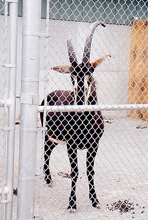 Sable Antelope bull @ Toronto zoo Canada 1997 (off exhibit)