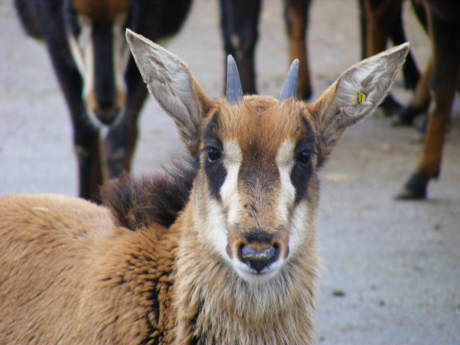 Sable antelope calf at Marwell Wildlife, 13 December 2009