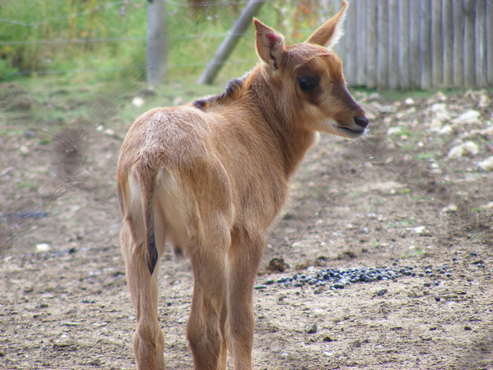 Sable antelope calf at Marwell Wildlife, 8 August 2010
