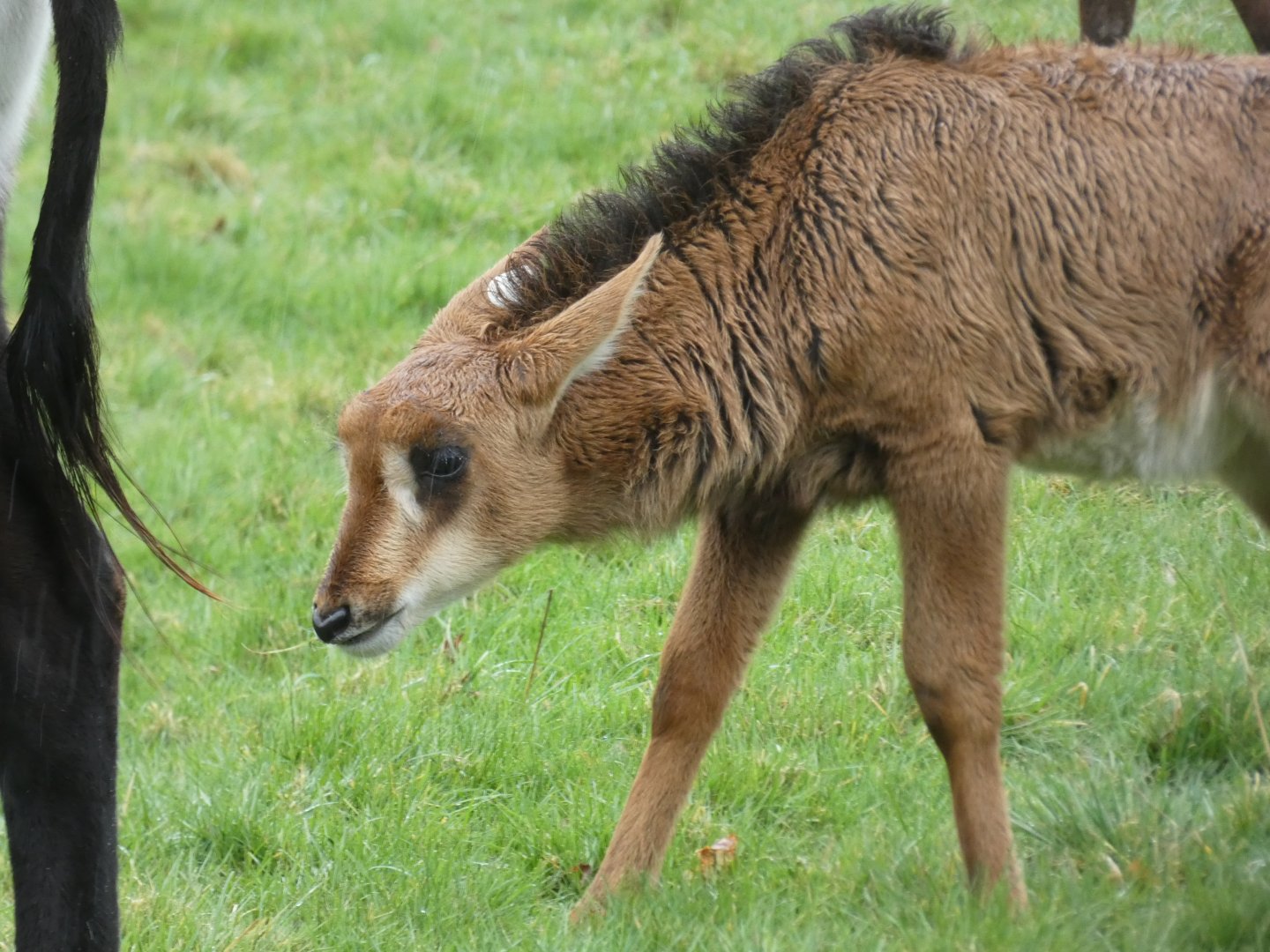 Sable Antelope Calf