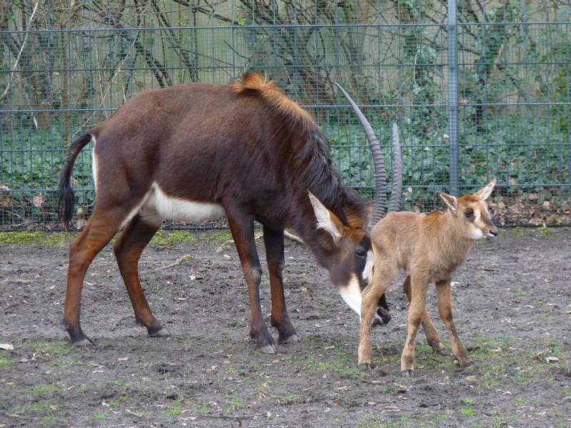 Sable antelope calf