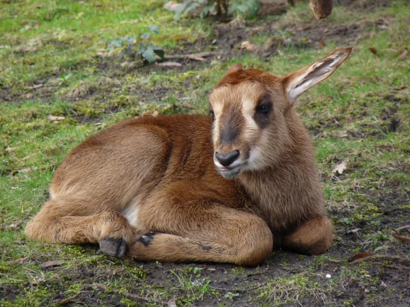 Sable antelope calf