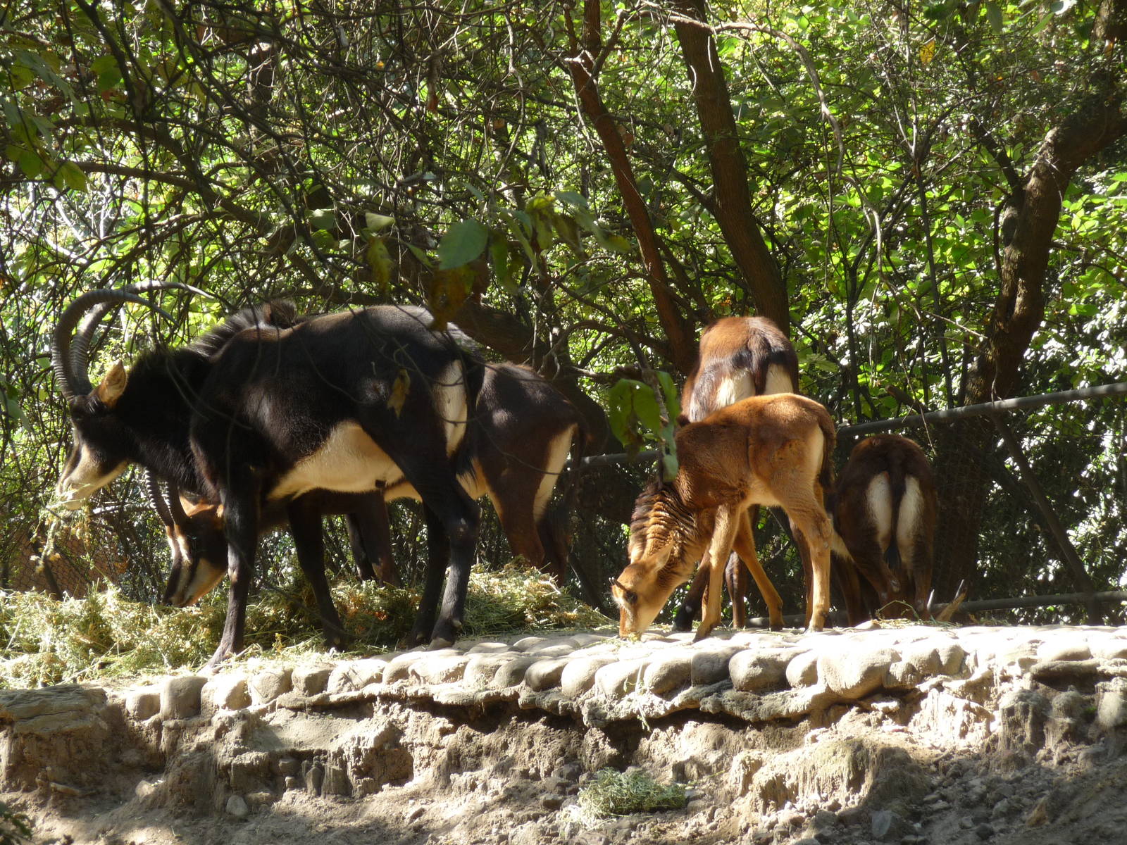sable antelope chapultepec zoo