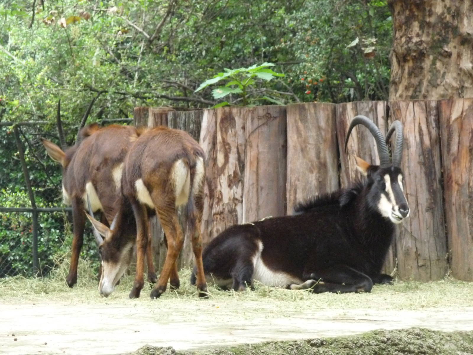 sable antelope chapultepec zoo