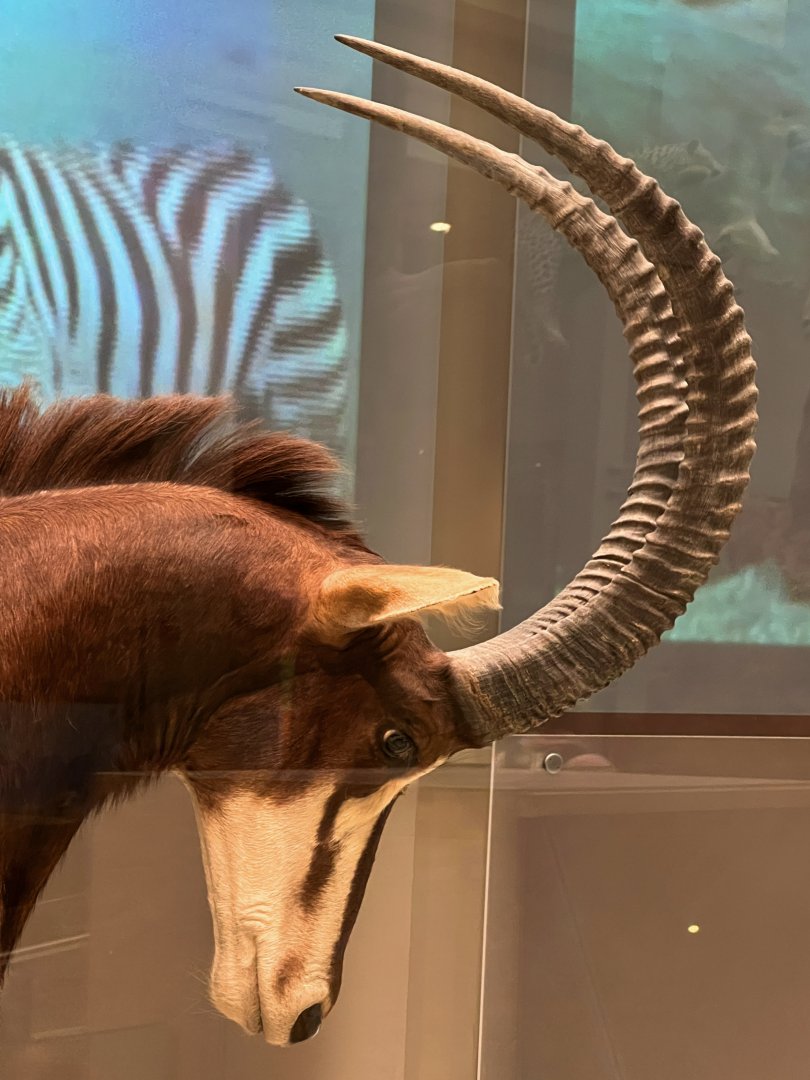 Sable Antelope Closeup