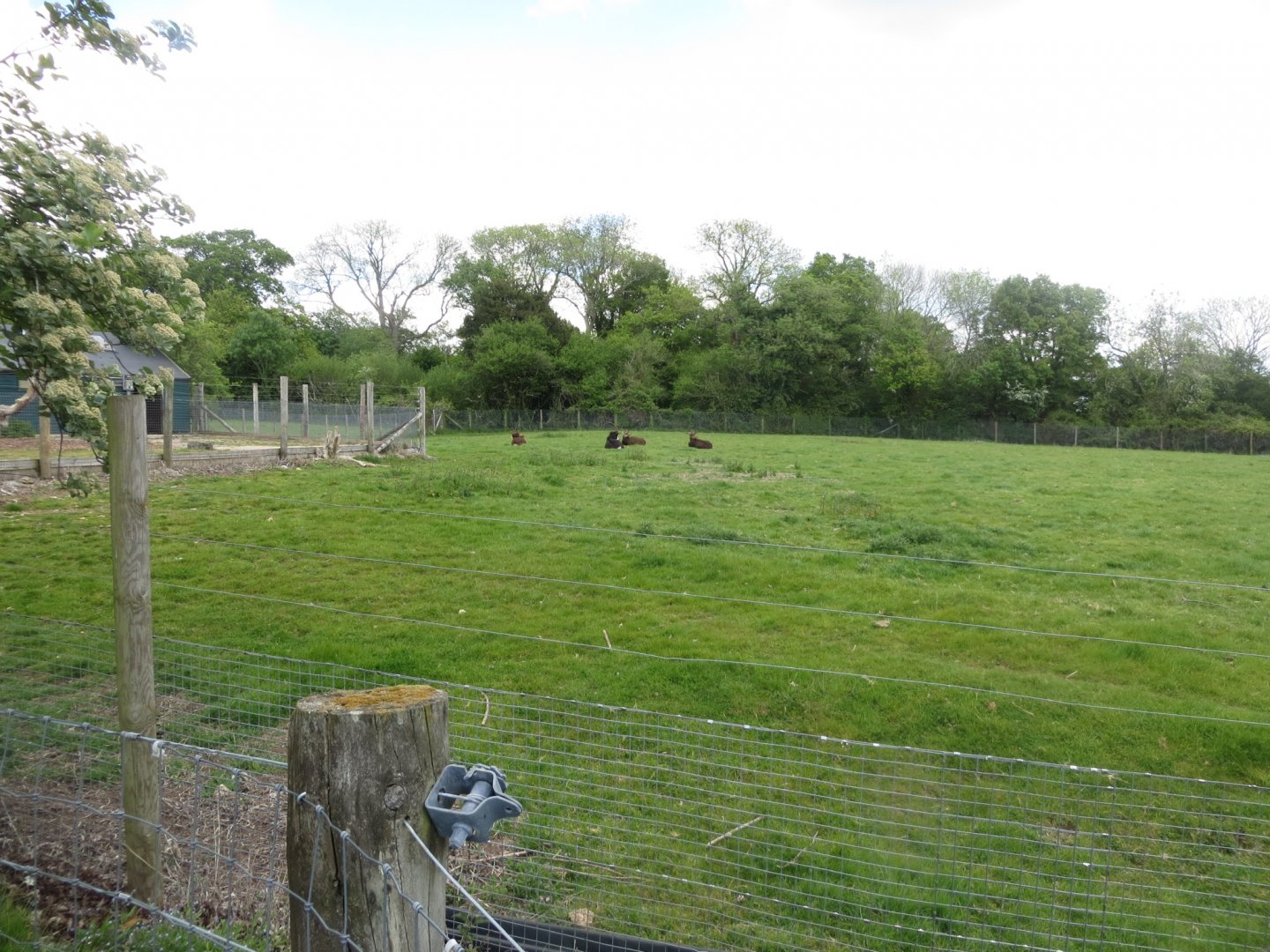 Sable antelope enclosure 110519